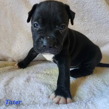Tater -  Mixed Breed Dog for Adoption in Englewood, Florida - Tater | PetCurious