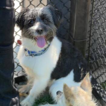 Cookie A2281140 -  Shih Tzu Dog for Adoption in Middletown, New York - Cookie A2281140 | PetCurious