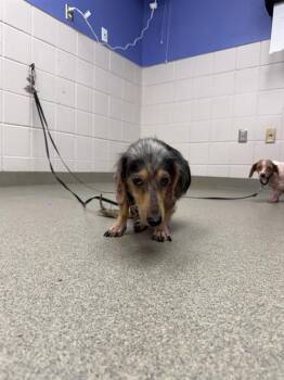 SODA -  Dachshund and Mixed Breed Dog for Adoption in Omaha, Nebraska - SODA | PetCurious