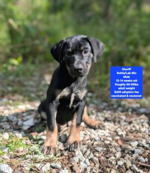 Sheriff -  Rottweiler and Labrador Retriever Dog for Adoption in Oviedo, Florida - Sheriff | PetCurious