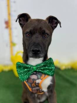 Dorito-One of our Amazing Rescue Dogs -  Patterdale Terrier Fell Terrier and Chocolate Labrador Retriever Dog for Adoption in Carlsbad, California - Dorito-One Of Our Amazing Rescue Dogs | PetCurious