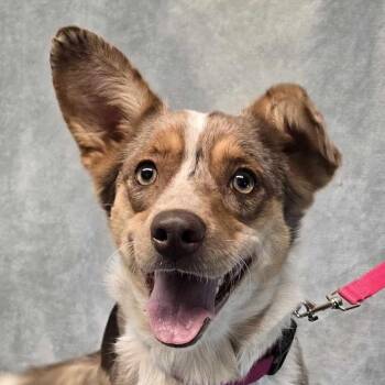 Rescue Australian Shepherd Dogs for Adoption in Albany, New York - Minerva | PetCurious