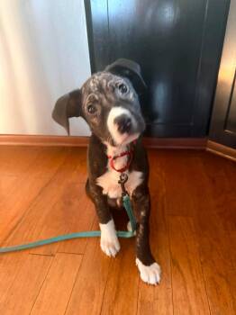 Hound Dogs Available for Adoption in Saratoga Springs, New York - Murphy | PetCurious