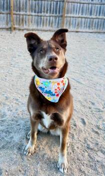 Mixed Breed Dogs Available for Adoption in Grand Rapids, Michigan - Addie | PetCurious