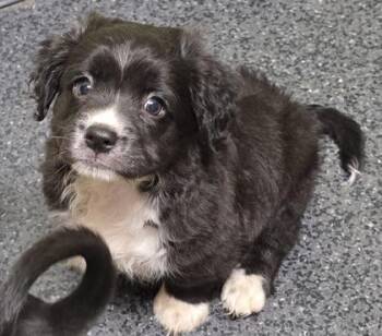 Cowboy -  Chihuahua and Mixed Breed Dog for Adoption in Roseville, California - Cowboy | PetCurious
