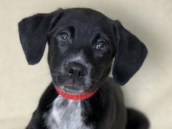 Churro -  Pointer and Siberian Husky Dog for Adoption in Portland, Oregon - Churro | PetCurious