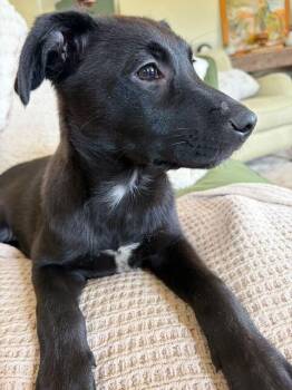 Leia -  Shepherd Dog for Adoption in Broomfield, Colorado - Leia | PetCurious