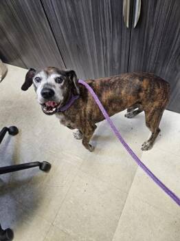 Dennis Hopper -  Mixed Breed Dog for Adoption in Mobile, Alabama - Dennis Hopper | PetCurious