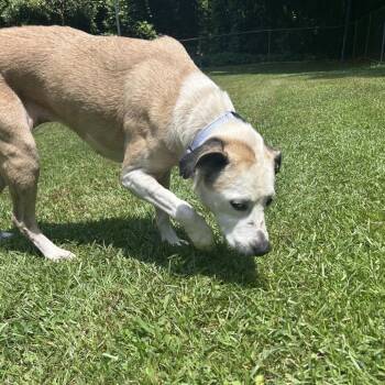 Madeline -  Mixed Breed Dog for Adoption in Auburn, Alabama - Madeline | PetCurious