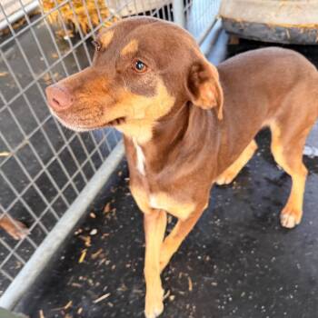 Mixed Breed Dogs Available for Adoption - Lola | PetCurious