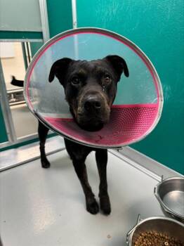 Rottweiler and Mixed Breed Dogs Available for Adoption - MO | PetCurious