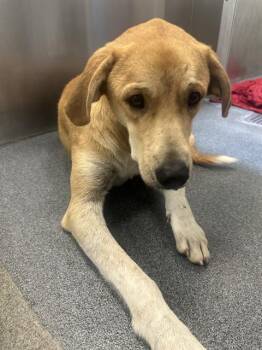 Rescue Mixed Breed Dogs for Adoption in Dallas, Texas - SAFFRON | PetCurious