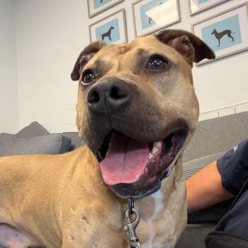 Moose -  Pit Bull Terrier Dog for Adoption in Hampton Bays, New York - Moose | PetCurious