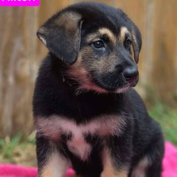 Hilton (PUPPY) -  German Shepherd Dog Dog for Adoption in Greeneville, Tennessee - Hilton (PUPPY) | PetCurious