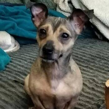 Bunnie -  Chihuahua Dog for Adoption in Hopkinton, Massachusetts - Bunnie | PetCurious
