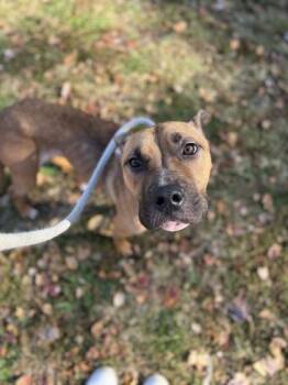 Rescue Pit Bull Terrier Dogs for Adoption in Philadelphia, Pennsylvania - Luffy | PetCurious