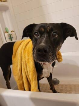 Labrador Retriever and Rottweiler Dogs Available for Adoption in Angola, Indiana - Hera | PetCurious