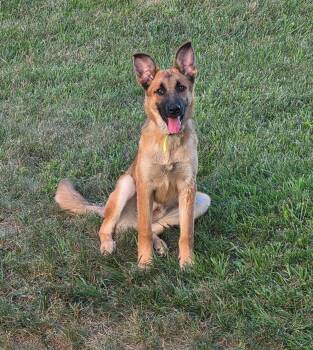 Maya -  German Shepherd Dog Dog for Adoption in Ringwood, New Jersey - Maya | PetCurious