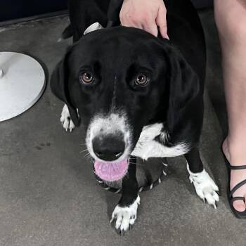 Nala -  Labrador Retriever and Mixed Breed Dog for Adoption in Tampa, Florida - Nala | PetCurious