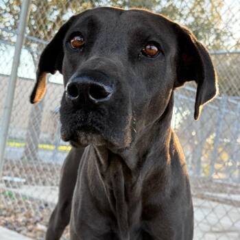 Great Dane Dogs Available for Adoption in Corpus Christi, Texas - Peppermint Pattie | PetCurious