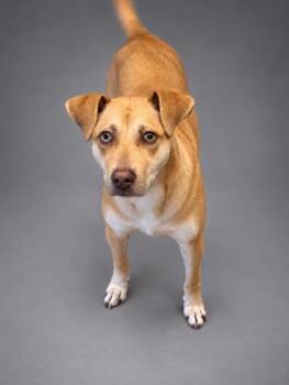 Luna Grace -  Mixed Breed Dog for Adoption in Bowling Green, Kentucky - Luna Grace | PetCurious