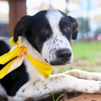 LOU -  Terrier Dog for Adoption in San Antonio, Texas - LOU | PetCurious