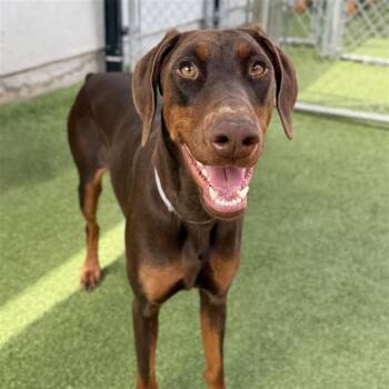 Doberman Pinscher and Mixed Breed Dogs Available for Adoption in Hawthorne, California - Canela | PetCurious