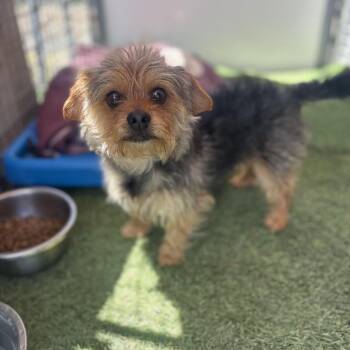 Yorkshire Terrier and Mixed Breed Dogs Available for Adoption in San Pablo, California - Watson | PetCurious