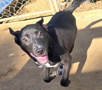Border Collie Dogs Available for Adoption in Athens, Alabama - Macaroni | PetCurious