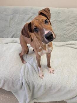 Boxer and Mixed Breed Dogs Available for Adoption in Fort Wayne, Indiana - RUNI | PetCurious