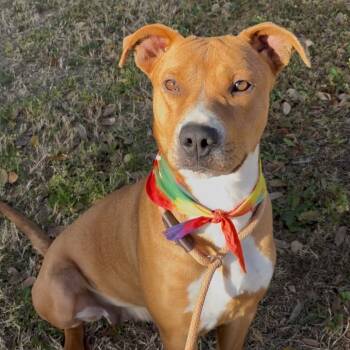 Rescue Terrier and Mixed Breed Dogs for Adoption in Palestine, Texas - Molly | PetCurious