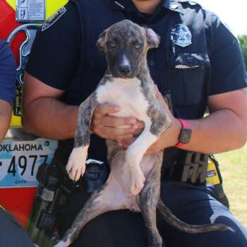 Rescue Labrador Retriever and Mountain Cur Dogs for Adoption in Durant, Oklahoma - December | PetCurious