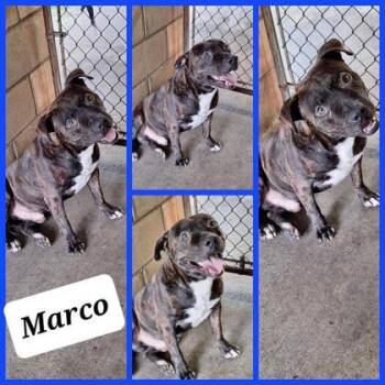 Rescue Mixed Breed Dogs for Adoption in Largo, Florida - Marco | PetCurious