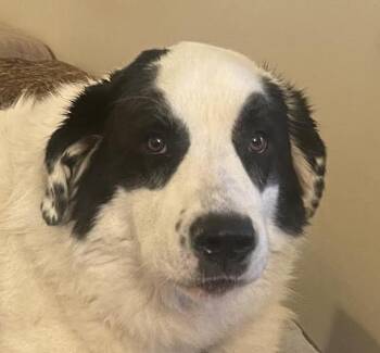 Ciroc -  Great Pyrenees Dog for Adoption in Cumming, Georgia - Ciroc | PetCurious
