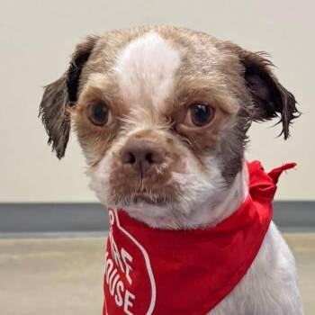 Jango S7 -  Mixed Breed Dog for Adoption in Leander, Texas - Jango S7 | PetCurious