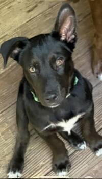 Charlie -  Labrador Retriever and German Shepherd Dog Dog for Adoption in Watertown, Connecticut - Charlie | PetCurious