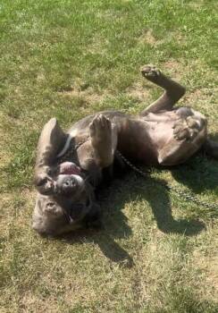 Gary -  Cane Corso Dog for Adoption in Quakertown, Pennsylvania - Gary | PetCurious