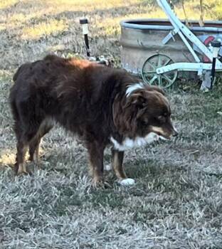 Snoopy -  Australian Shepherd Dog for Adoption in Albany, Oregon - Snoopy | PetCurious
