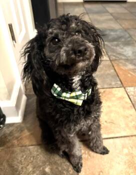 Havanese and Poodle Dogs Available for Adoption - Salone | PetCurious