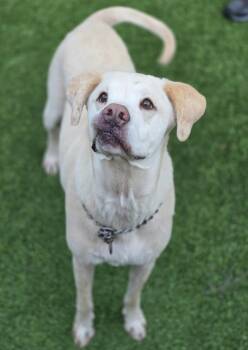Shadow -  Labrador Retriever and Mixed Breed Dog for Adoption in Southlake, Texas - Shadow | PetCurious