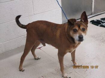 (835) -  Hound Dog for Adoption in Marietta, Georgia - (835) | PetCurious
