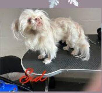 Pekingese and Shih Tzu Dogs Available for Adoption - Sid | PetCurious