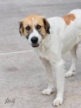 Great Pyrenees and Labrador Retriever Dogs Available for Adoption in Conroe, Texas - Molly | PetCurious