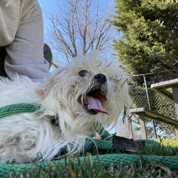 Mally -  Shih Tzu Dog for Adoption in Philadelphia, Pennsylvania - Mally | PetCurious