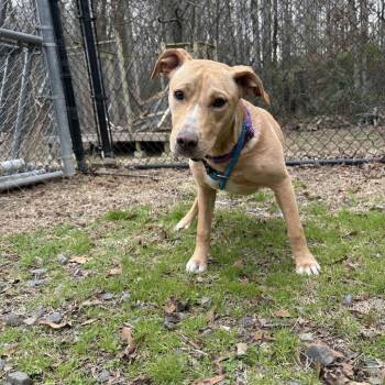 Pit Bull Terrier and Labrador Retriever Dogs Available for Adoption - (Found) Sheila | PetCurious