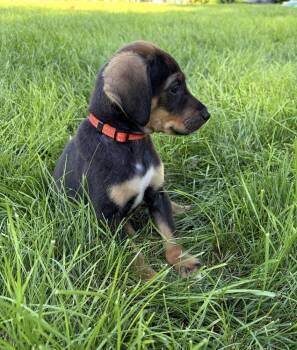 Paul -  Hound Dog for Adoption in South Bend, Indiana - Paul | PetCurious