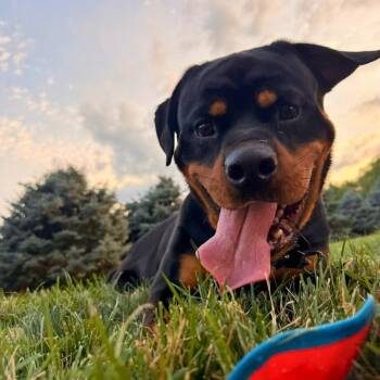 TANK -  Rottweiler Dog for Adoption in New York, New York - TANK | PetCurious