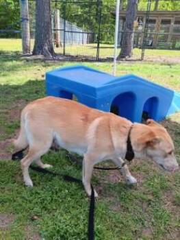 Carolina Dog and Mixed Breed Dogs Available for Adoption in Conway, South Carolina - Blizzard(HW+) | PetCurious
