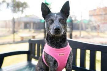 Cattle Dog and Mixed Breed Dogs Available for Adoption - Starfire | PetCurious
