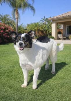 Australian Shepherd Dogs Available for Adoption in Escondido, California - Millie | PetCurious